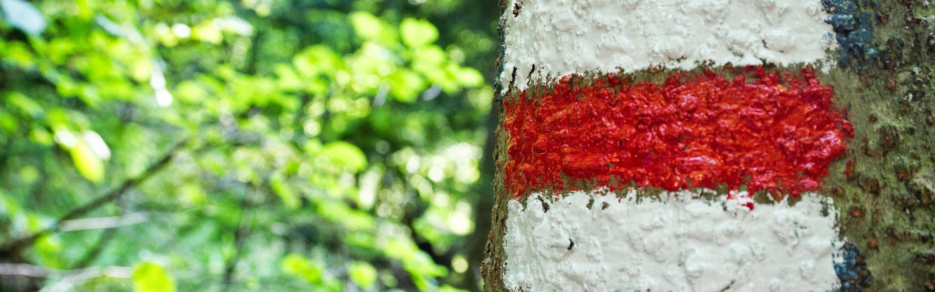 Szlak Beskidu Wyspowego, oznaczenie na drzewie - biały kwadrat z czerwonym paskiem pośrodku