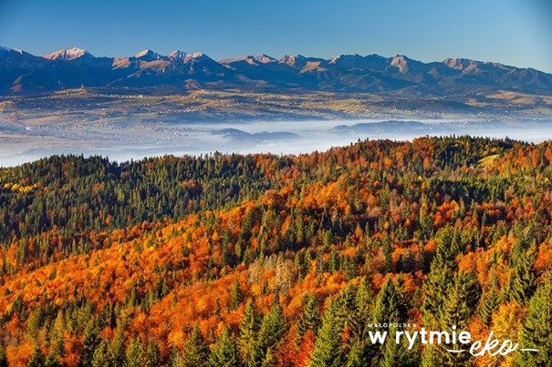 widok na góry i las