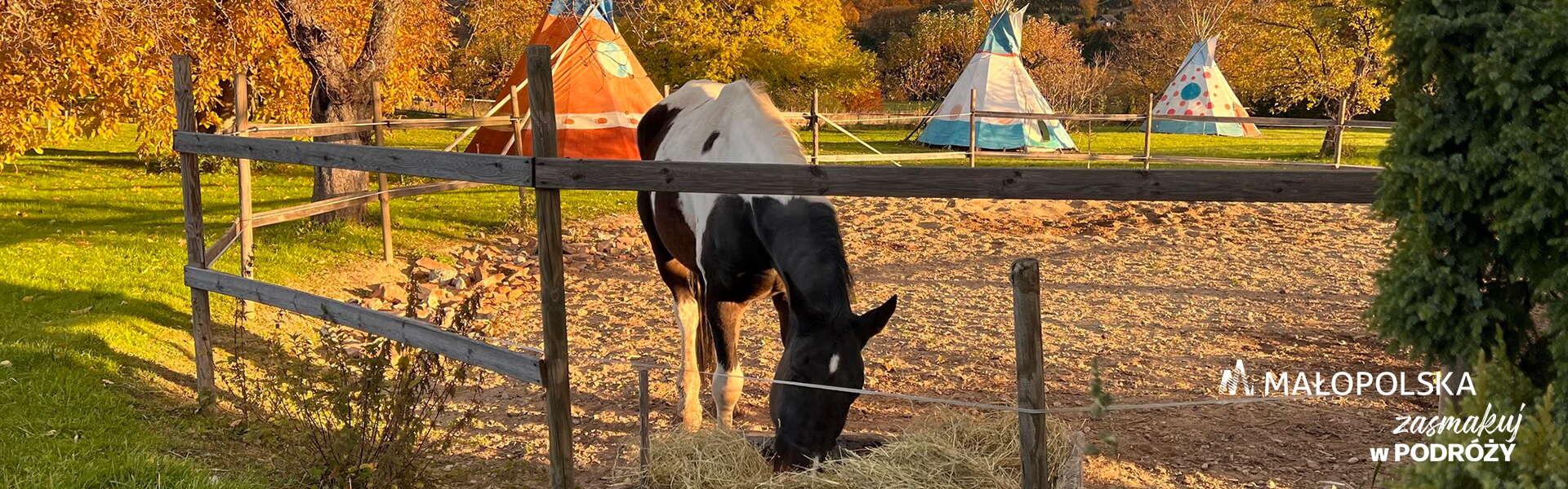 Biało-czarny koń jedzący siano w zagrodzie, za zagrodą namioty typu indiańskiego tipi, w prawym dolnym rogu logo Małopolski i napis zasmakuj w podróży