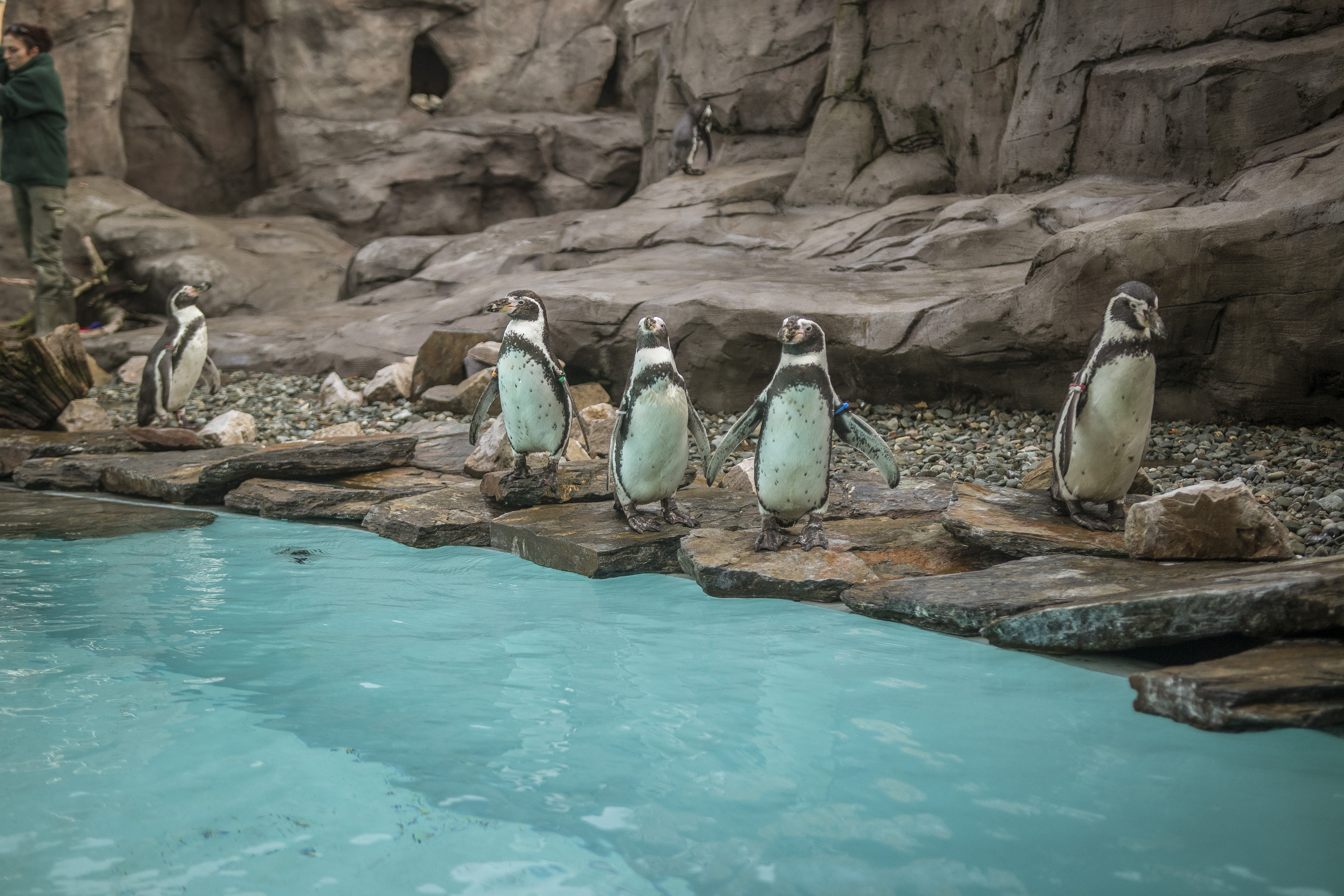 Pingwiny w krakowskim ZOO